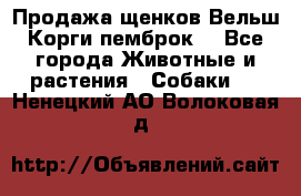 Продажа щенков Вельш Корги пемброк  - Все города Животные и растения » Собаки   . Ненецкий АО,Волоковая д.